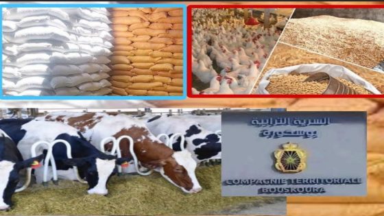 الدرك الملكي ببوسكورة يحجز 120 طنًا من الأعلاف الفاسدة بقيمة 600 مليون سنتيم…