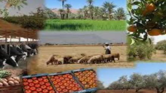 الفلاحة، دعامة العالم القروي المغربي: استراتيجية جديدة لقطاع حيوي