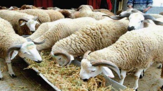 المغرب يعزز حماية ثروته الحيوانية الوطنية في مواجهة الجفاف