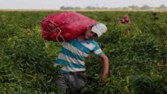 سوق الشغل في المغرب: تحديات هيكلية وآفاق للتحول