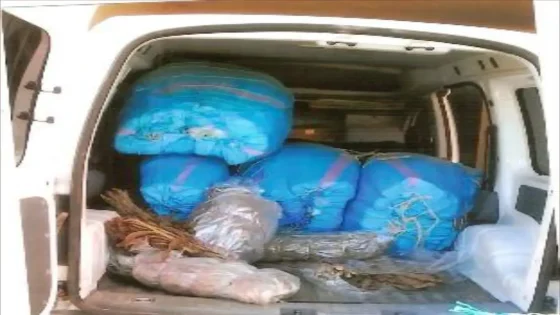 تارودانت.. مطاردة هوليودية تنتهي بحجز طُن ونصف من الكيف بجماعة أركانة