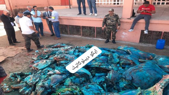 حجز وإثلاف أزيد من طنين من اللحوم الفاسدة بحي المسيرة الثانية بمراكش