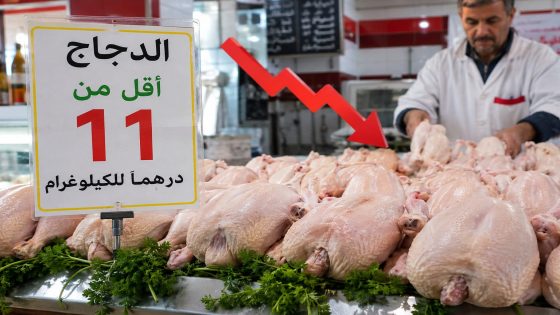 تراجع  اسعار الدجاج الرومي إلى أقل من 11 درهماً للكيلوغرام