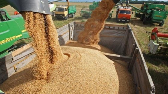 ارتفاع واردات الحبوب إلى 99 مليون قنطار خلال موسم 2025/2024: استمرار الجفاف يكرّس تبعية السوق المغربية للاستيراد