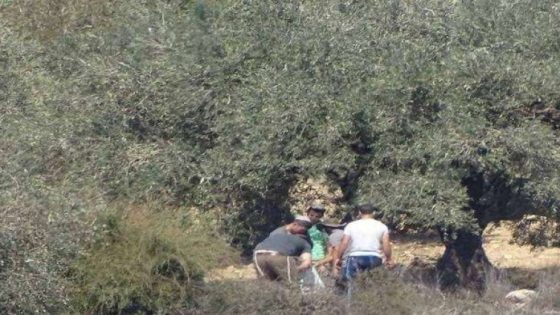 سرقات الزيتون تُرعب فلاحي لوداية.. والمطالب ترتفع بتعزيز الأمن الليلي