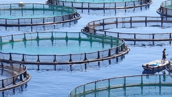 المغرب يُبحر نحو “المستقبل الأزرق”: الاستزراع المائي قاطرة التنمية المستدامة برعاية “ANDA” ورؤية البنك الدولي  