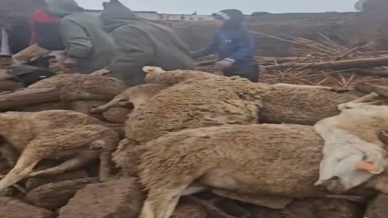 مراكش…انهيار منزل بدوار زمران بتاسلطانت بسبب الأمطار يخلف خسائر فادحة في الماشية