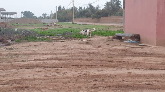 مراكش…الكلاب الضالة تقلق سكان جماعة الويدان قرب المدرسة الأمريكية طريق ورزازات..